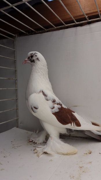 M 2015 - Por tapalagosi