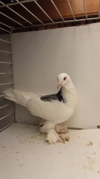 F 2015 1 - Por tapalagosi