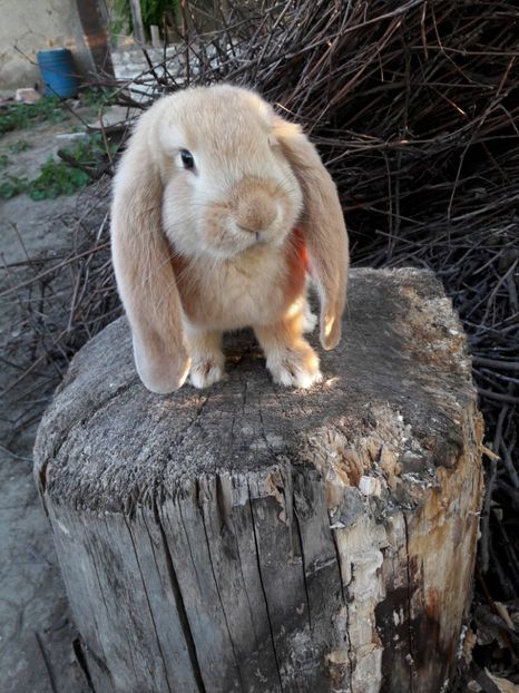  - 1_4 mascul _galben Arhiva