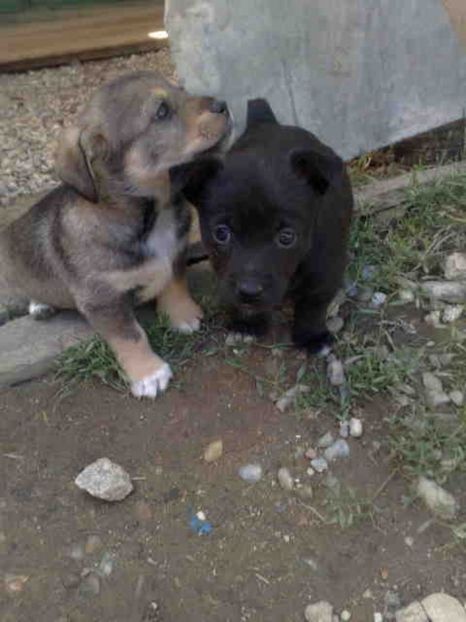  - Caini de sobolani-dihori-paza