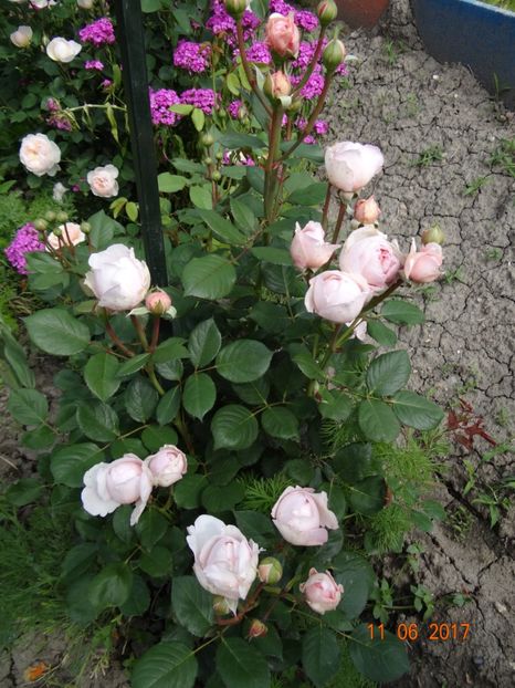 Geoff Hamilton - Geoff Hamilton