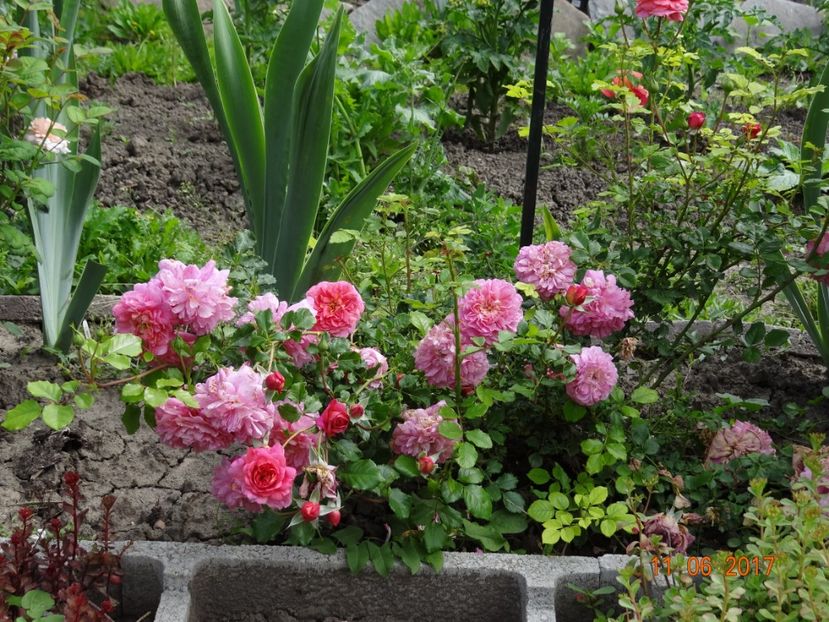 Christopher Marlowe - Christopher Marlowe