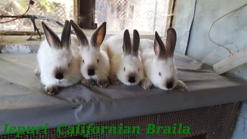 CEi 4 pui la 2 luni - FEMELA--2