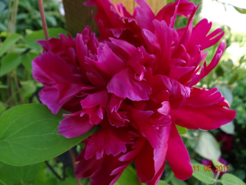 Black Beauty - Bujori