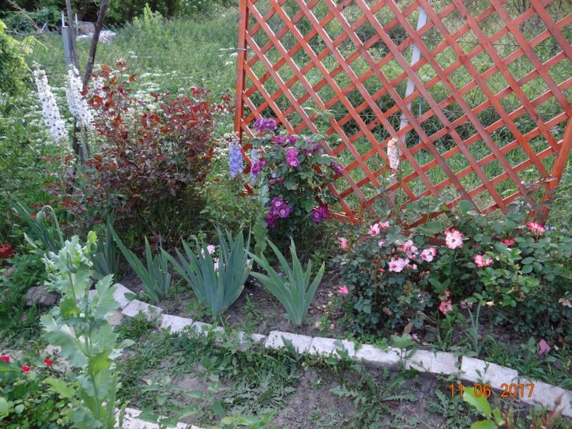 gradina ascunsa - Mon Jardin prinde contur