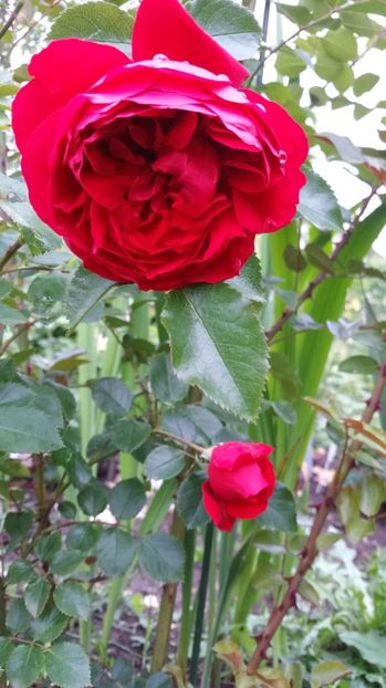 Prima floare Florentina - Trandafiri 2017