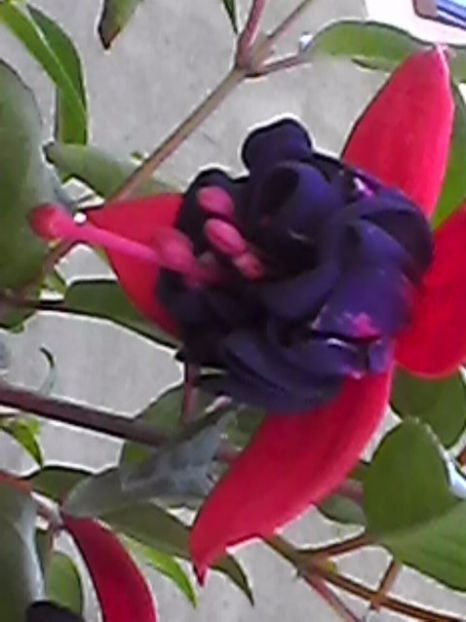 Photo0799 - Fuchsia 2017