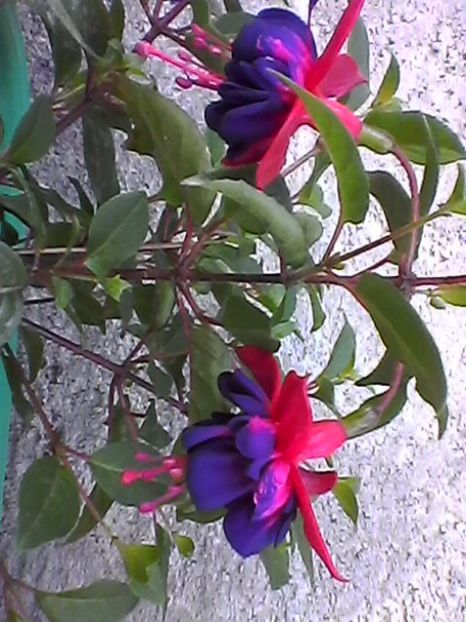 Photo0805 - Fuchsia 2017