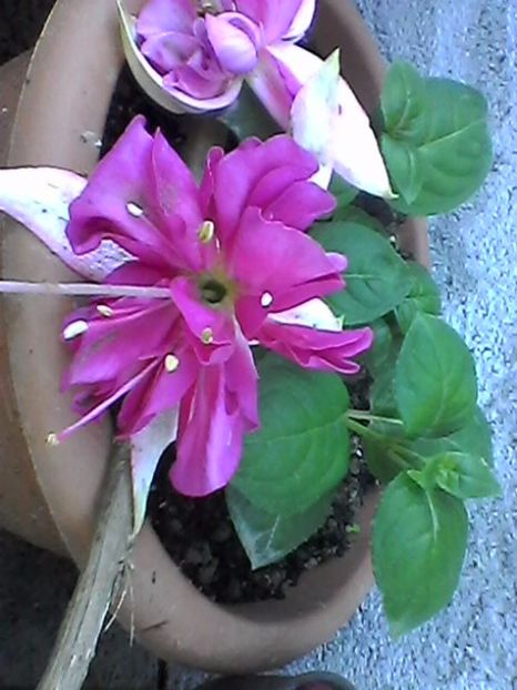 Photo0804 - Fuchsia 2017