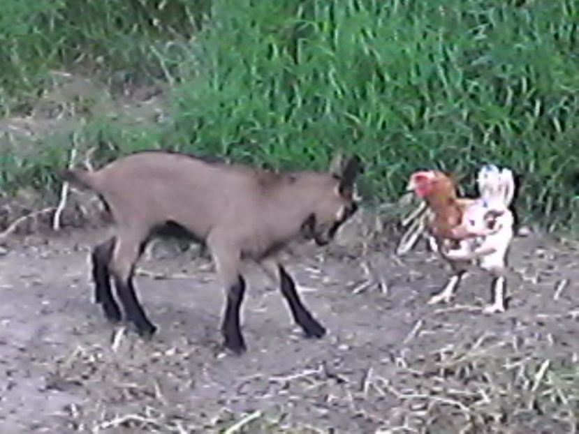 Musuroi si coco - zambete 2017 - 2018