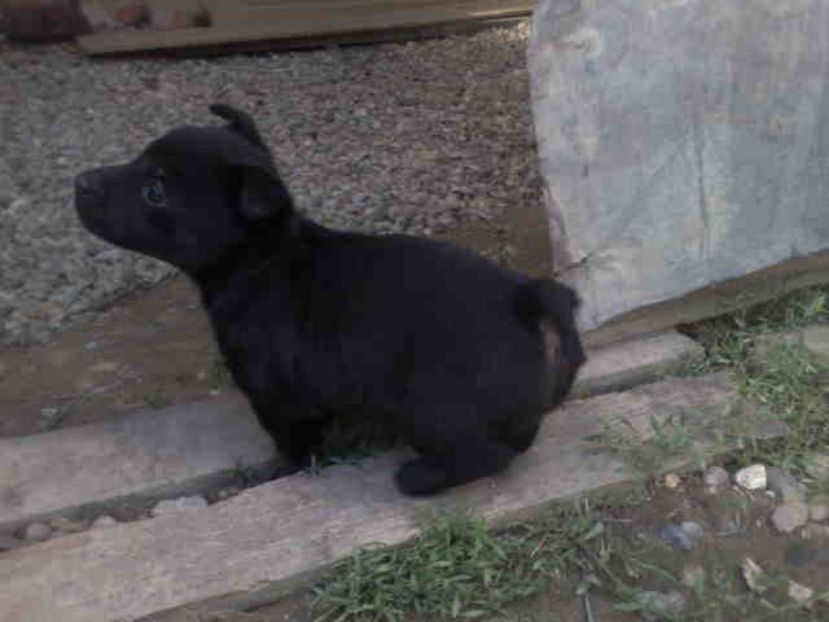  - Caini de sobolani-dihori-paza