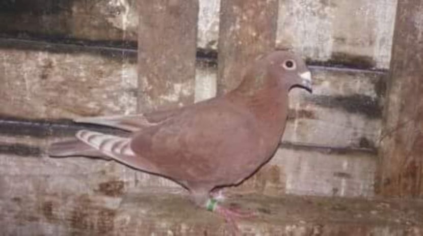 2-362 - 3-Rosi de bucuresti femele 2017