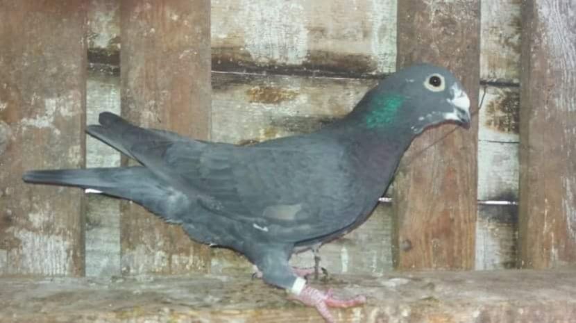 3-0997 - 3-Rosi de bucuresti femele 2017