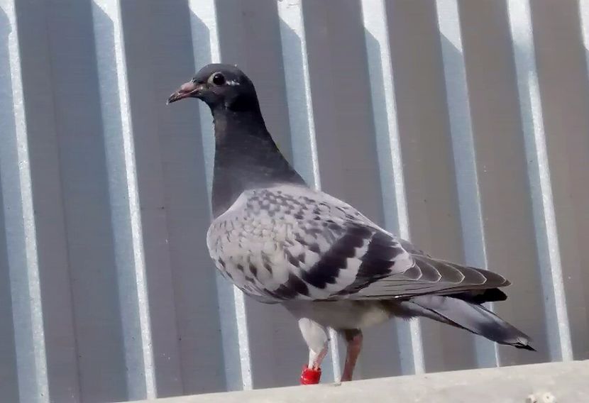 StickerPE-20170601_192924 - A---Pui voiajori 2017