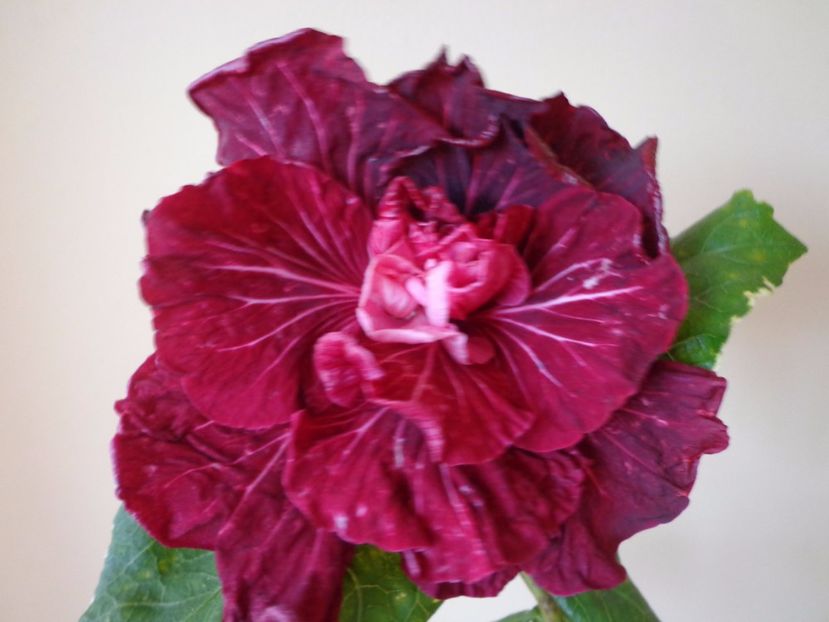  - HIBISCUS TAHITIAN DRAGON LAIR