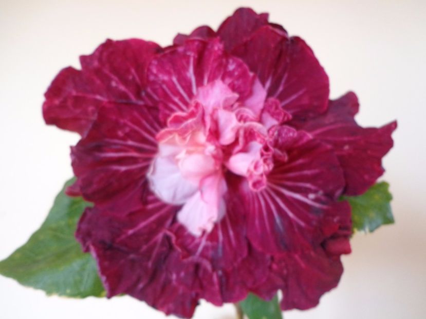  - A- HIBISCUS 2017