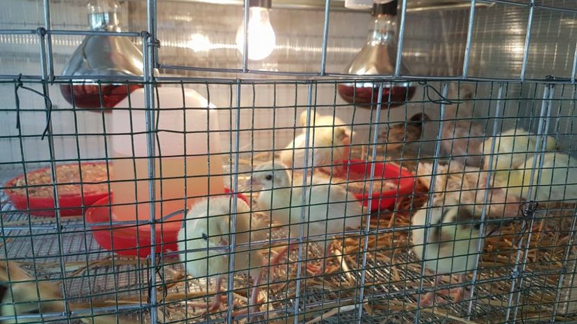 PAUNI ALBI SI ARLECHIN - MATERNITATE