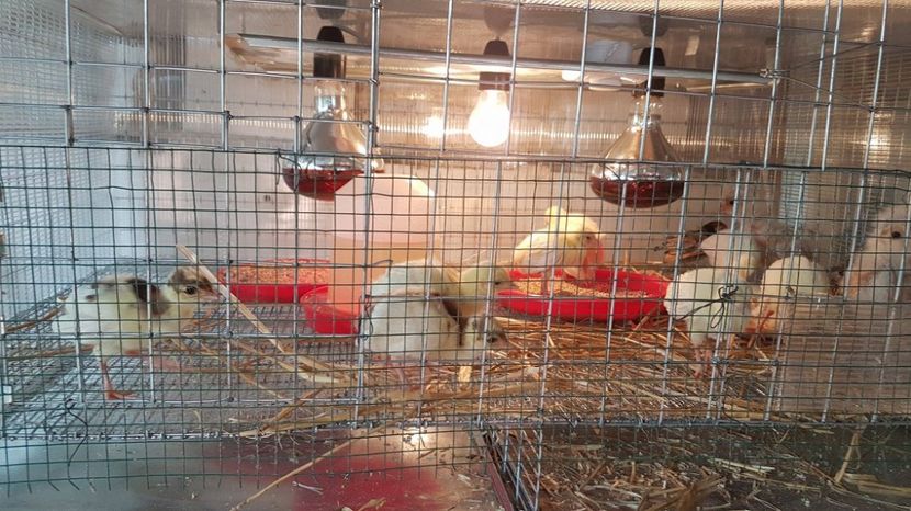 19125237_1894733577431950_1446449729_o - MATERNITATE