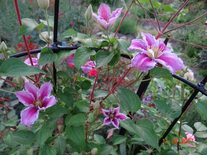 Piilu - Clematite