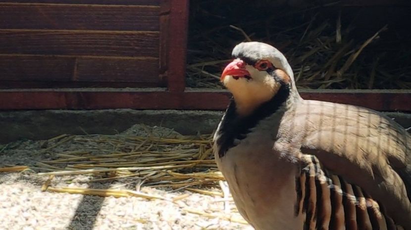 19197456_1895238000714841_319500094_o - POTATIRNICHI DE STINCA