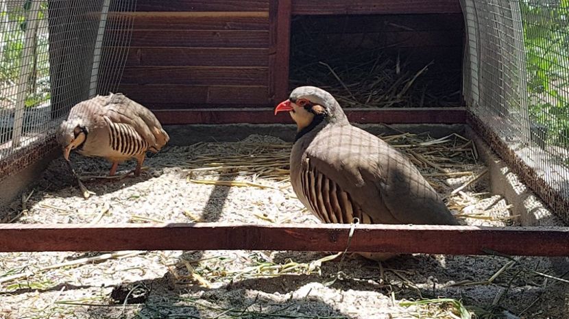 19104814_1895238104048164_1503649752_o - POTATIRNICHI DE STINCA