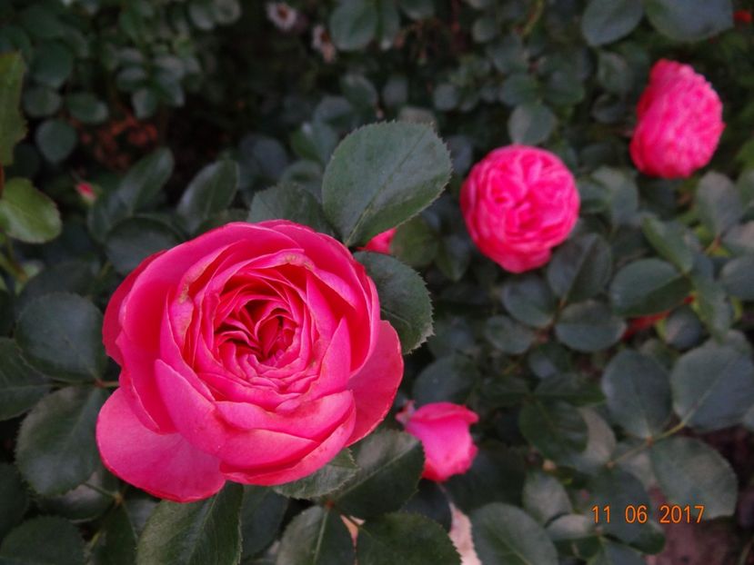 Leonardo - Leonardo da Vinci -ADR