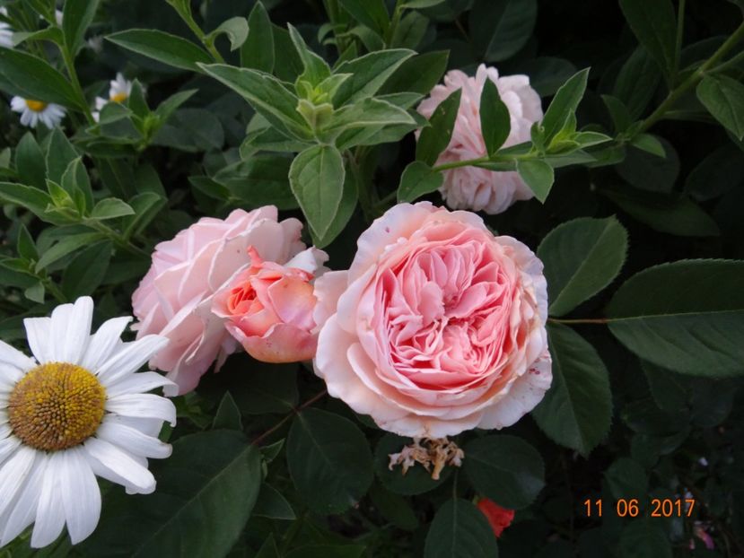 Nicole Mioulane - Nicole Mioulane