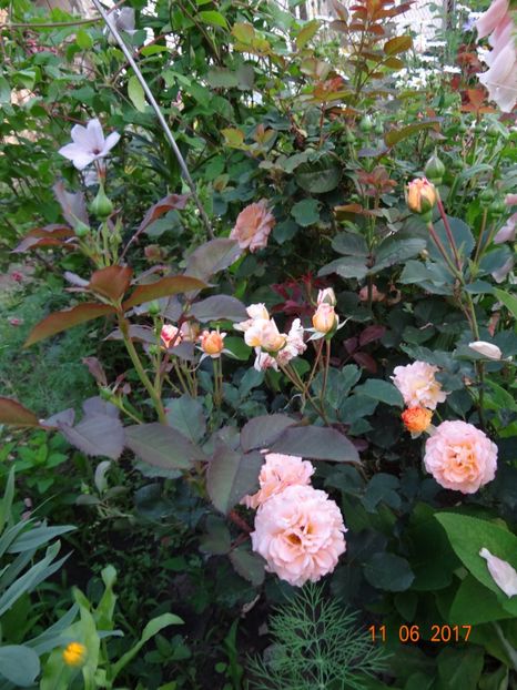 Rose de Gerberoy - Rose de Gerberoy