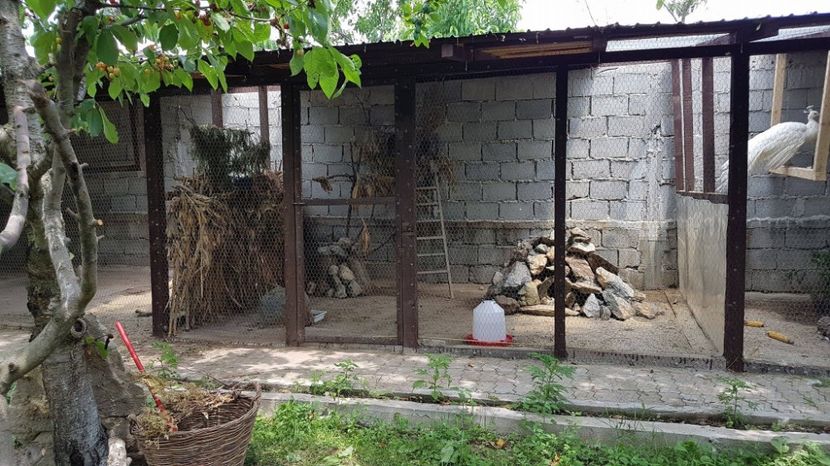 VOLIERA TRAGOPAN - FAZANI