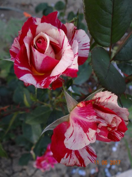 Matisse - Henri Matisse