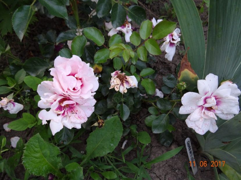 Chewdelight - Angel Eyes