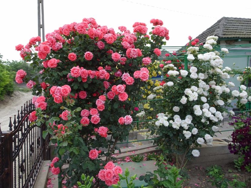  - Dee Dee Bridgewater