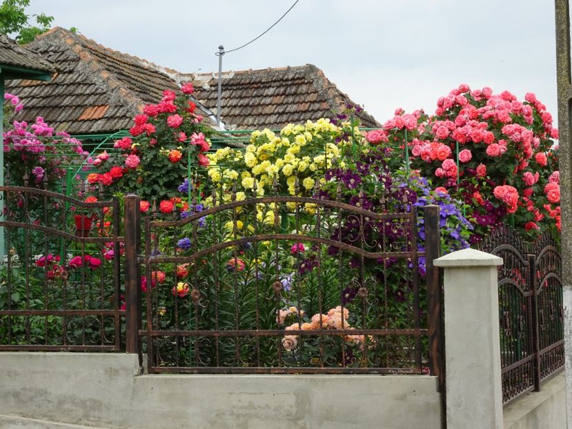  - Dee Dee Bridgewater