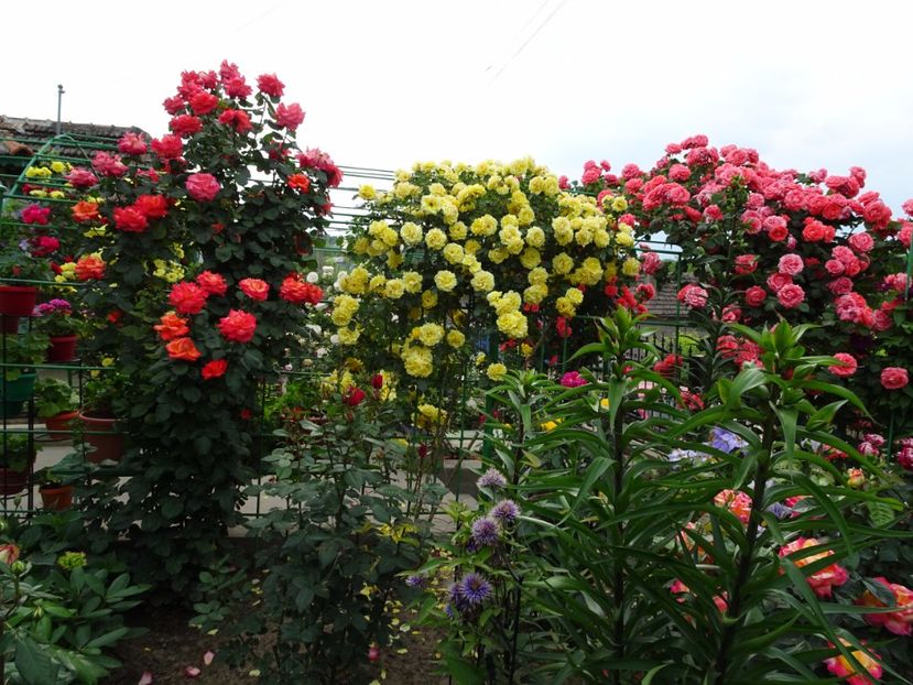  - Dee Dee Bridgewater