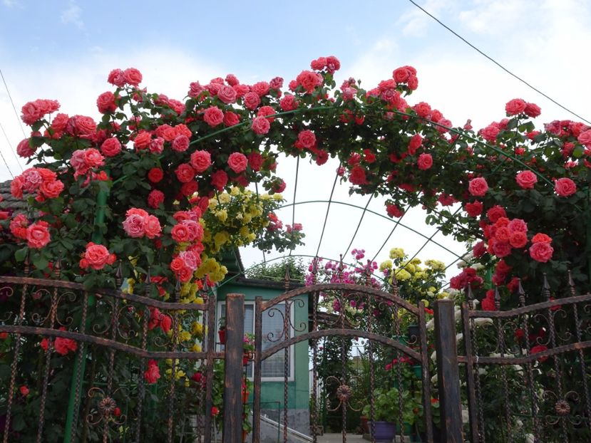  - Dee Dee Bridgewater