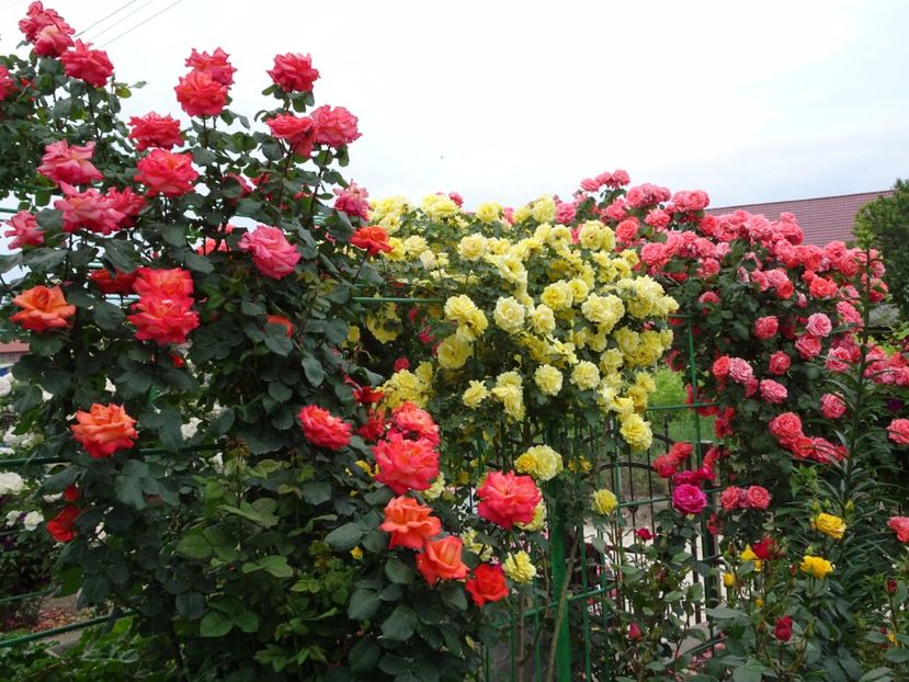  - Dee Dee Bridgewater