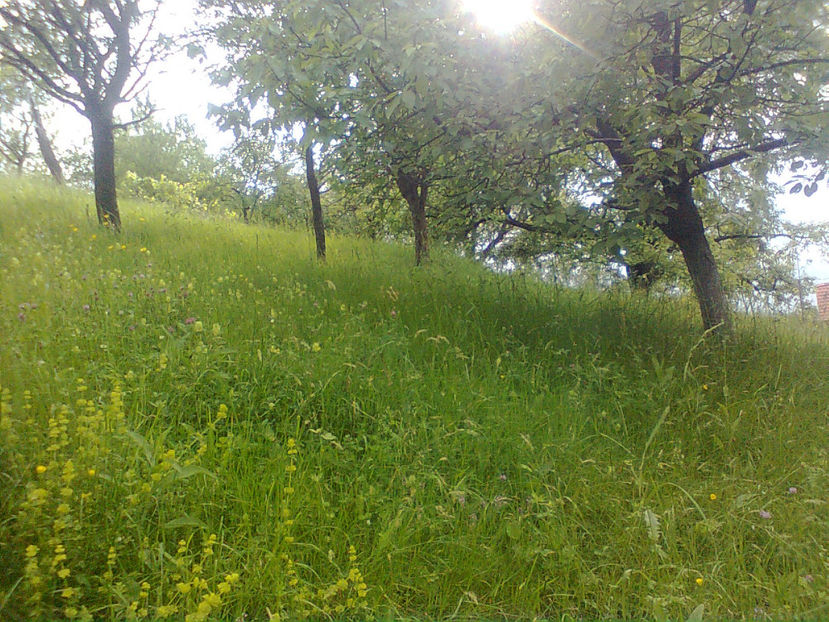  - PRIN GRADINA 2014 -216 - 2017 - 2018 Viata la tara
