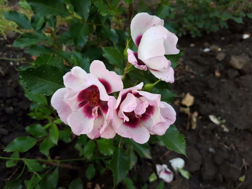  - trendy babylon eyes