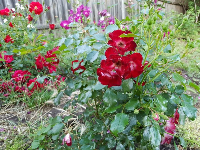  - Patrick Poivre d Arvor