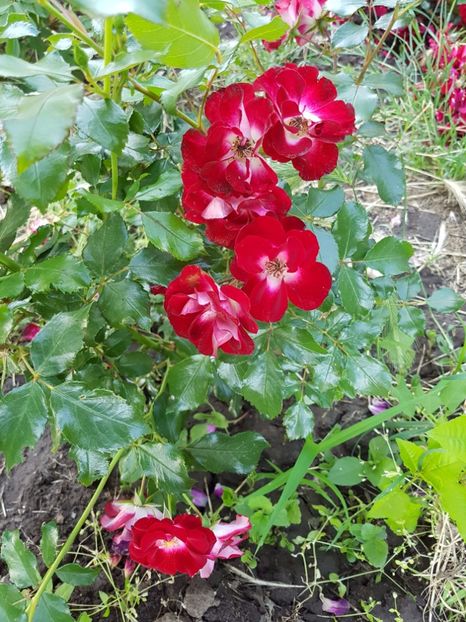  - Patrick Poivre d Arvor