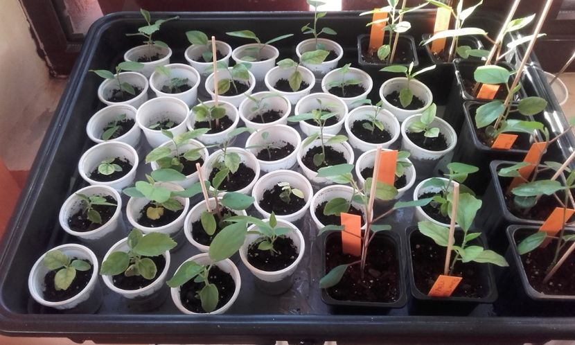  - evolutie puiuti hibiscus din seminte