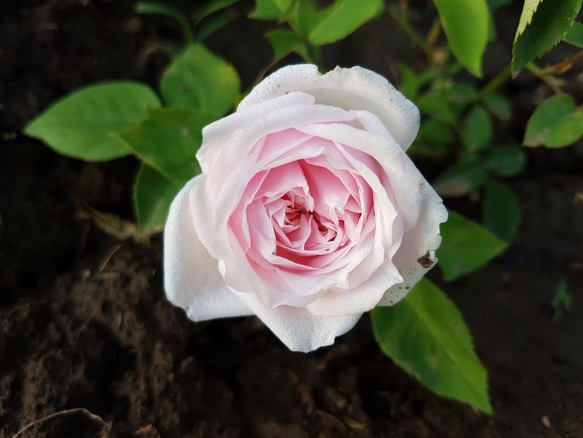  - souvenir de la malmaison