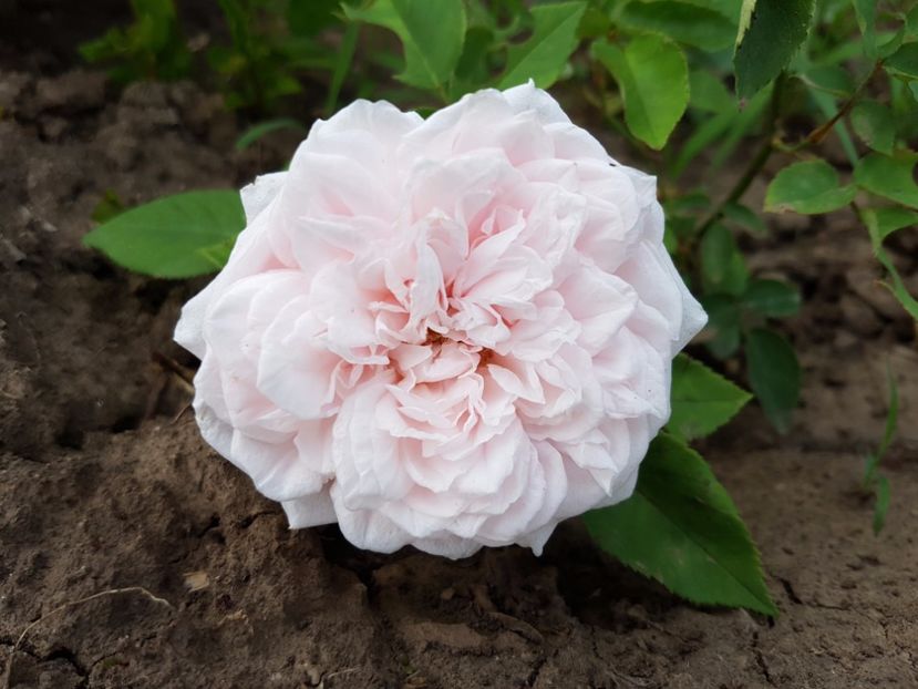  - souvenir de la malmaison