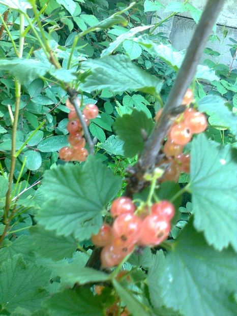 Coacaz roz Detvan,12.06.2017 - Gradina mea