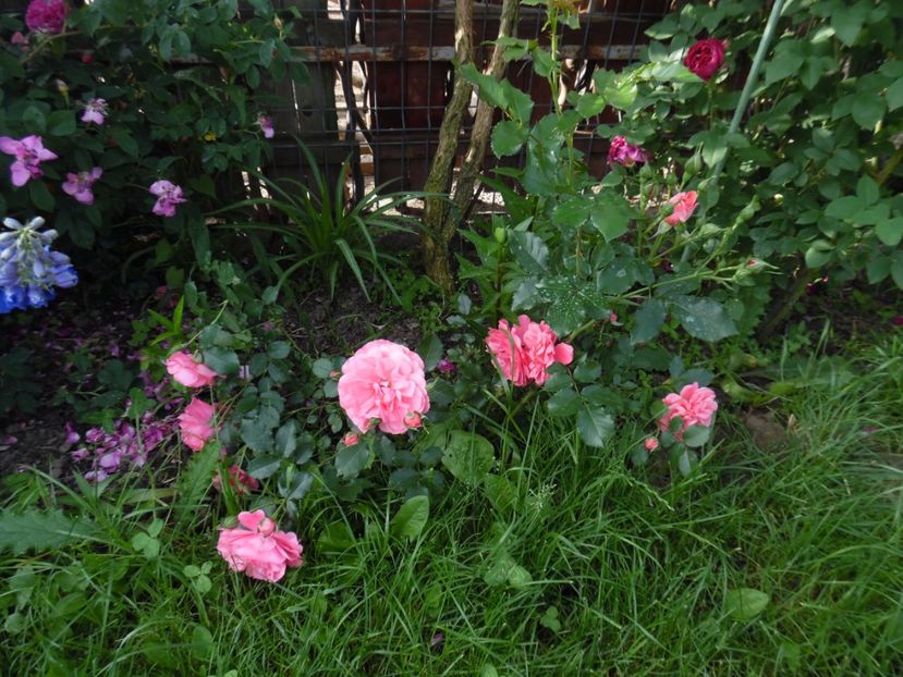  - Kordes Rosarium Uetersen