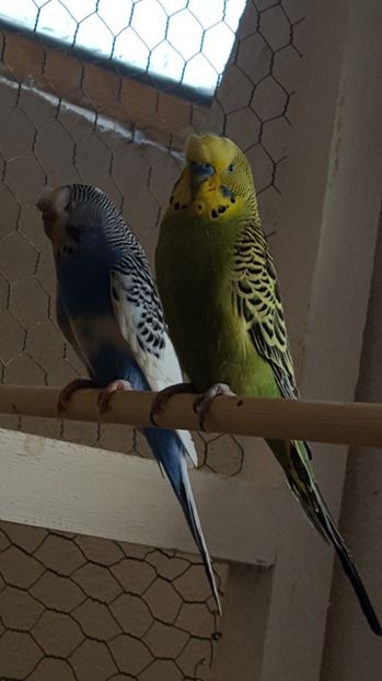  - Peruși moțați 2017