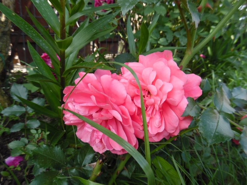  - Kordes Rosarium Uetersen