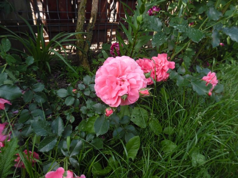  - Kordes Rosarium Uetersen