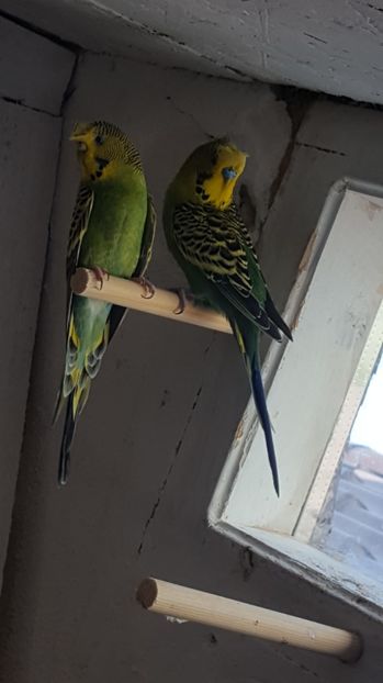  - Perusi motati pereche reproducătoare