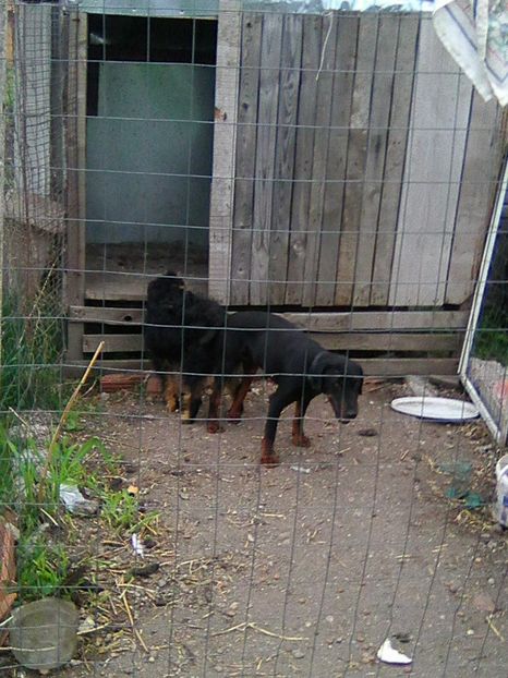 Picture - MONTA JAGDTERRIERI MAI-2017